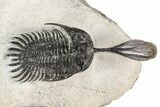 Bargain, Trident Walliserops Trilobite - Foum Zguid, Morocco #179528-2